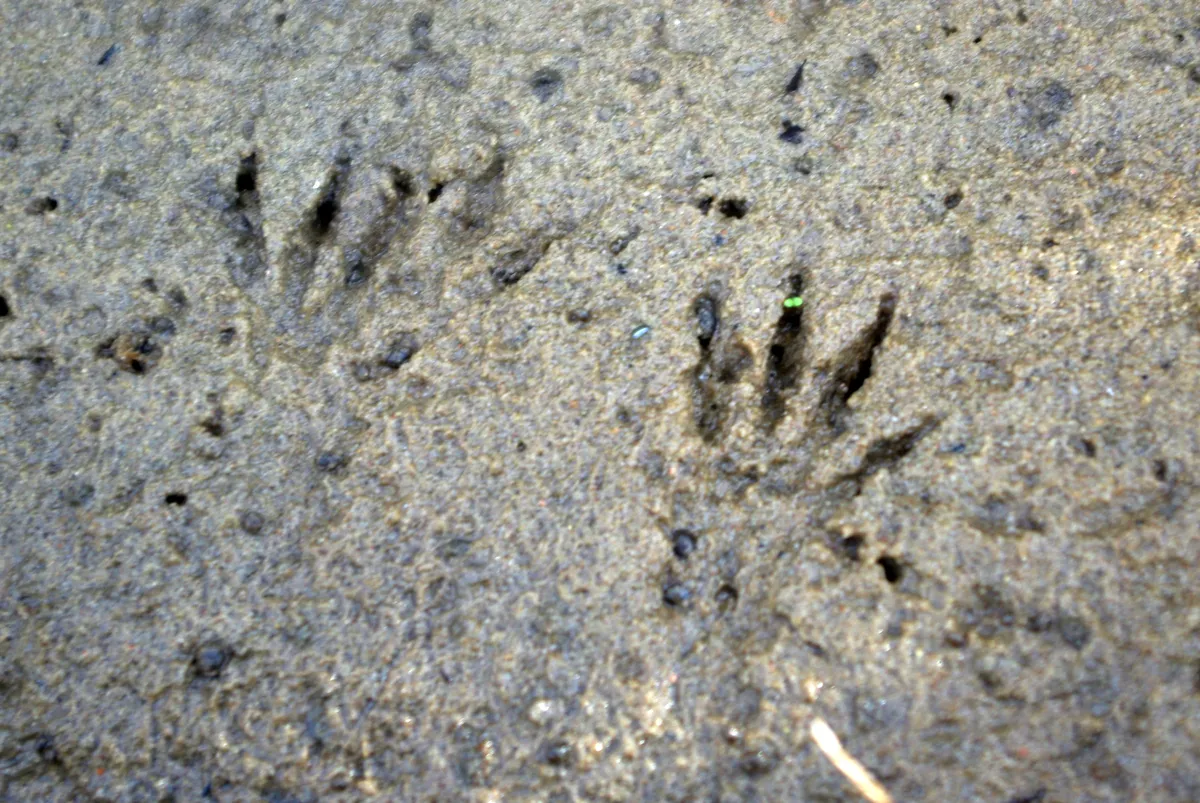 Southwestern water vole, Southern water vole