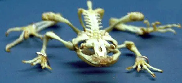 Tailed Frog