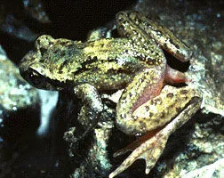 Tailed Frog