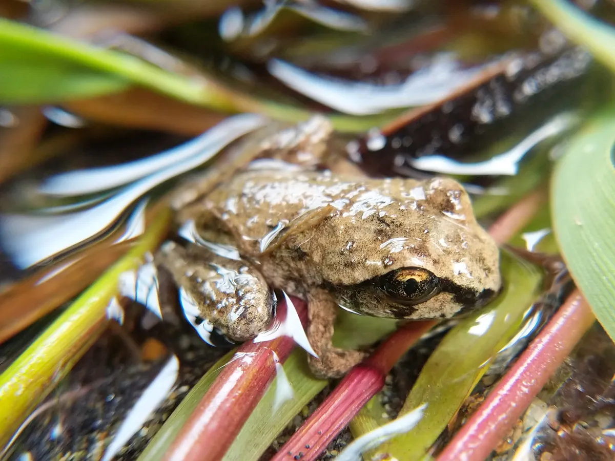 Tailed Frog