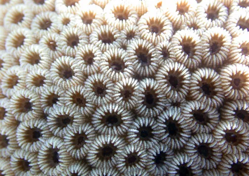 False Knob Coral