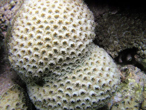False Knob Coral