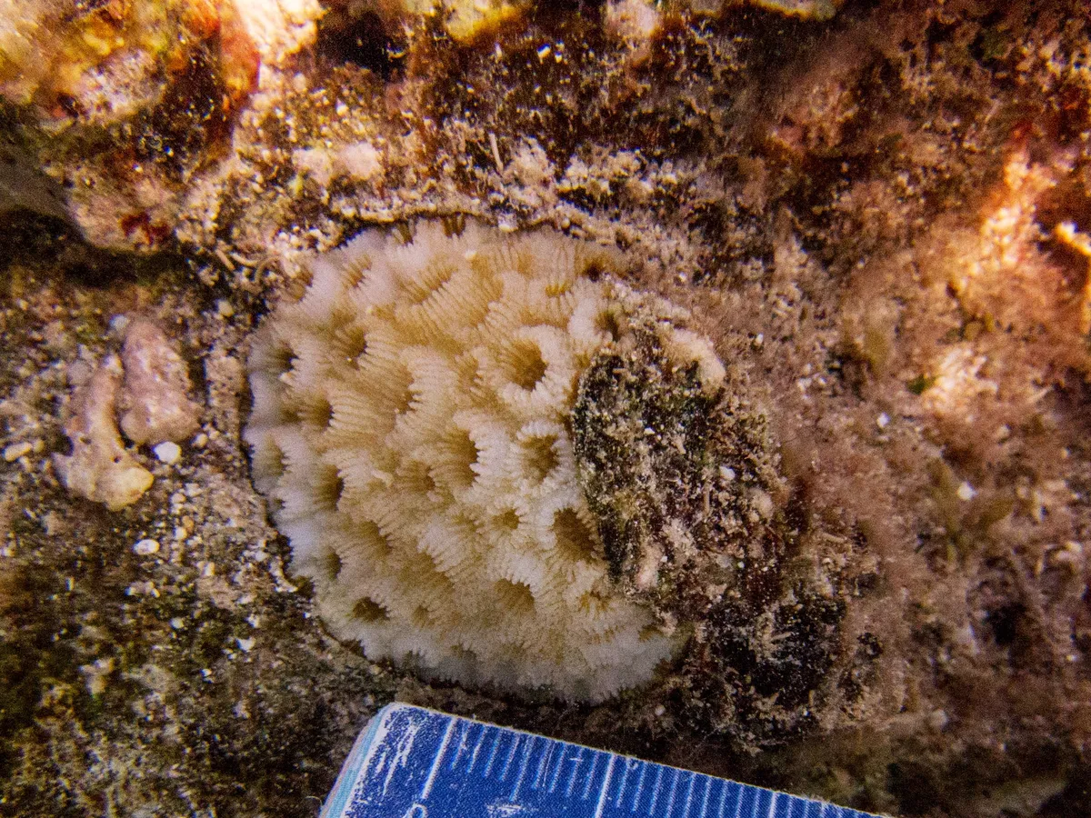 False Knob Coral
