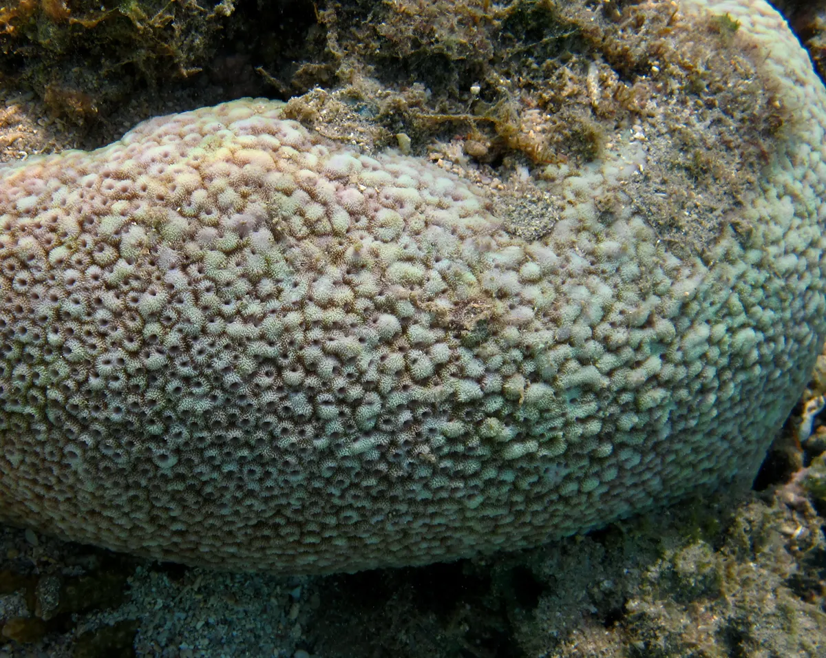 False Knob Coral