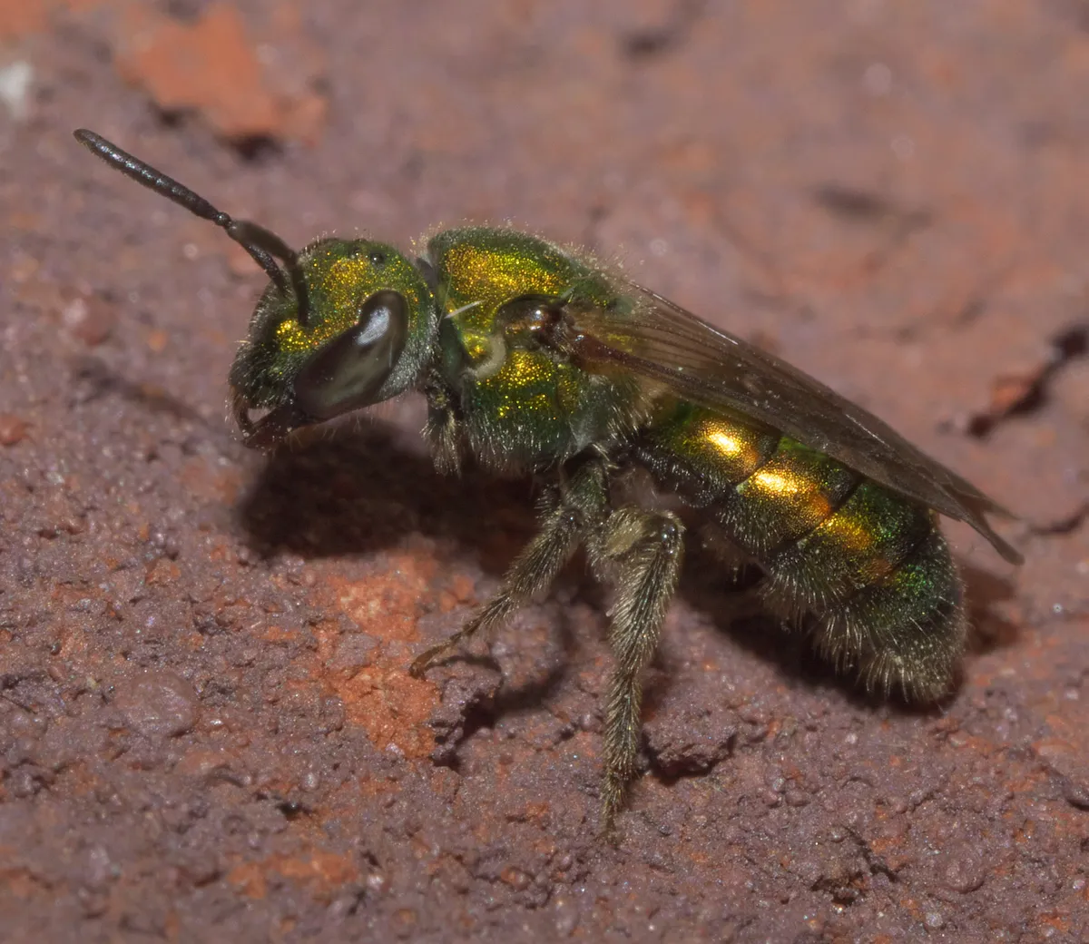 Pure Green Sweat Bee