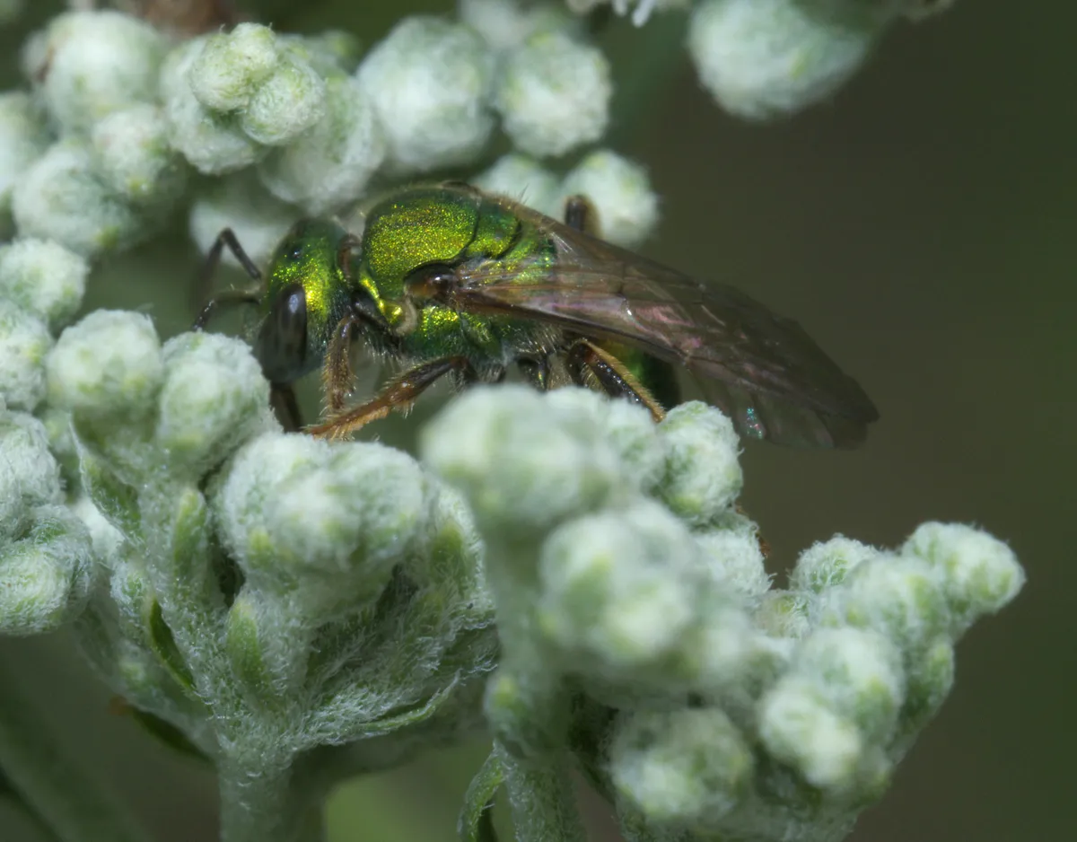Pure Green Sweat Bee