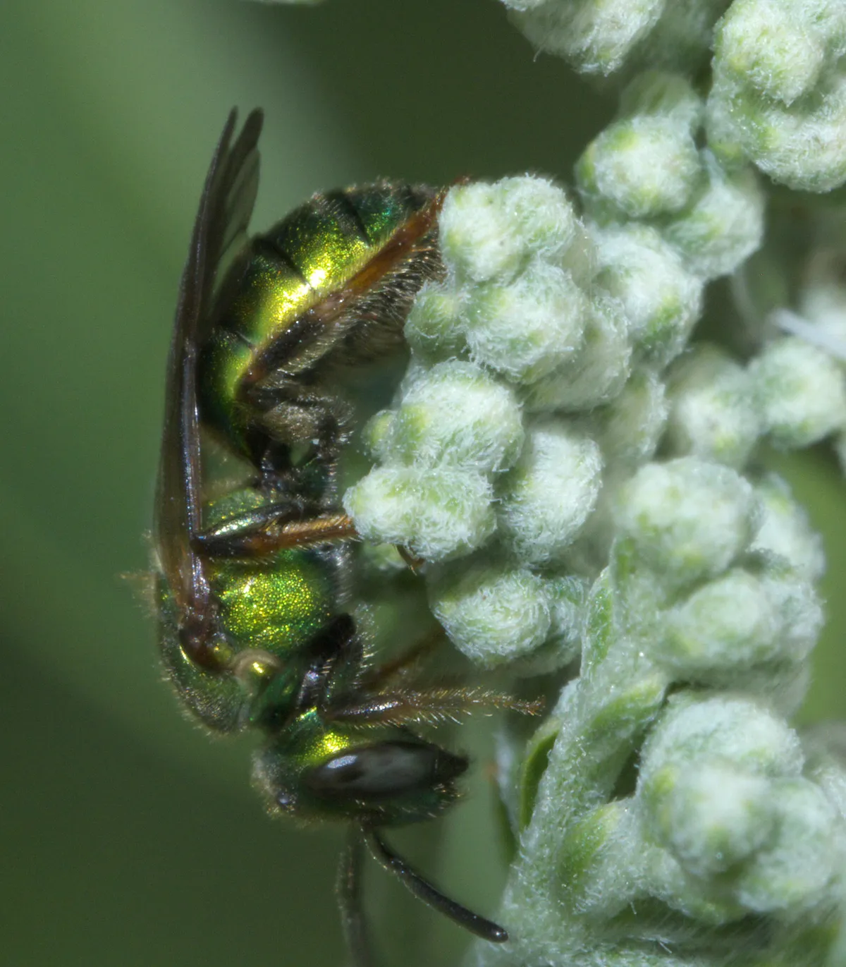 Pure Green Sweat Bee