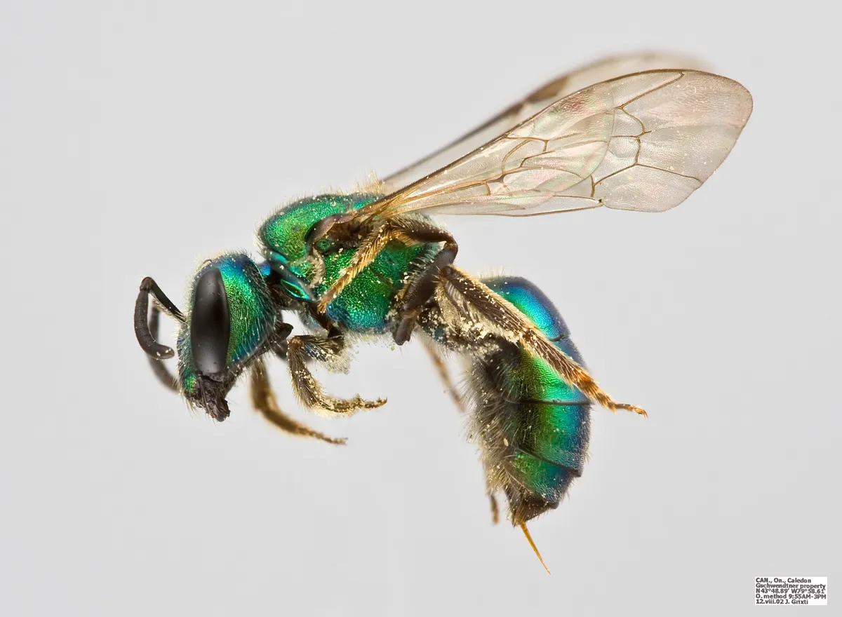Pure Green Sweat Bee