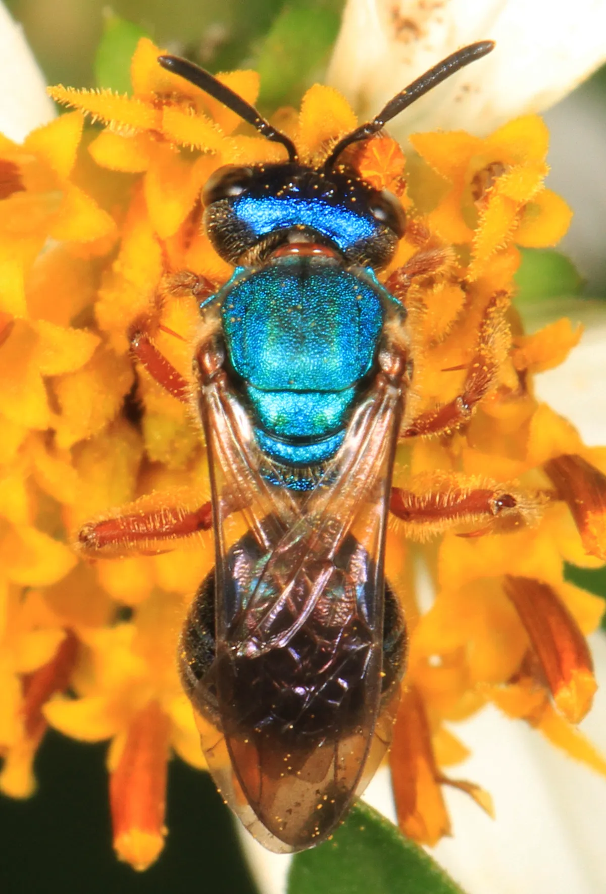 Pure Green Sweat Bee