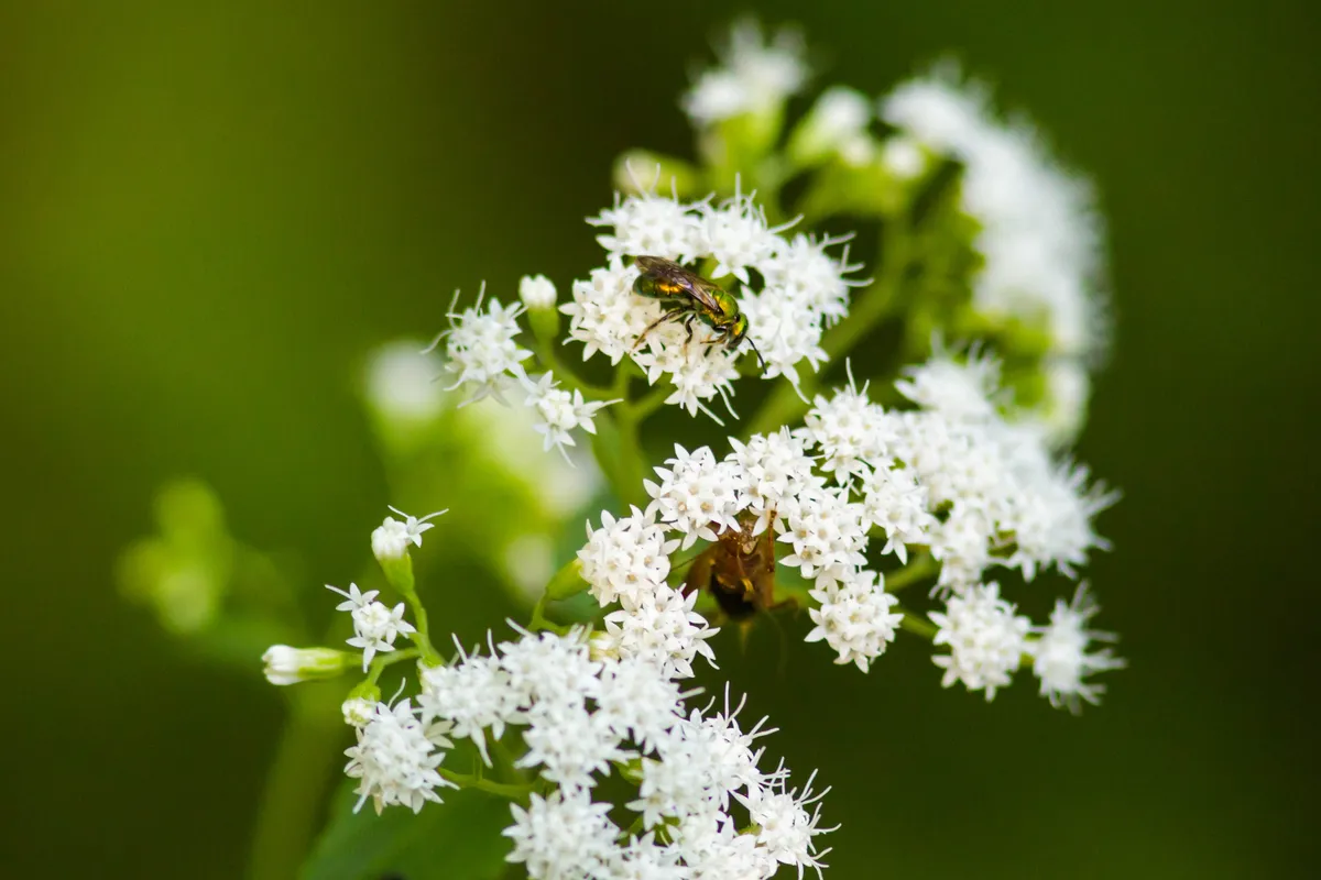 Pure Green Sweat Bee