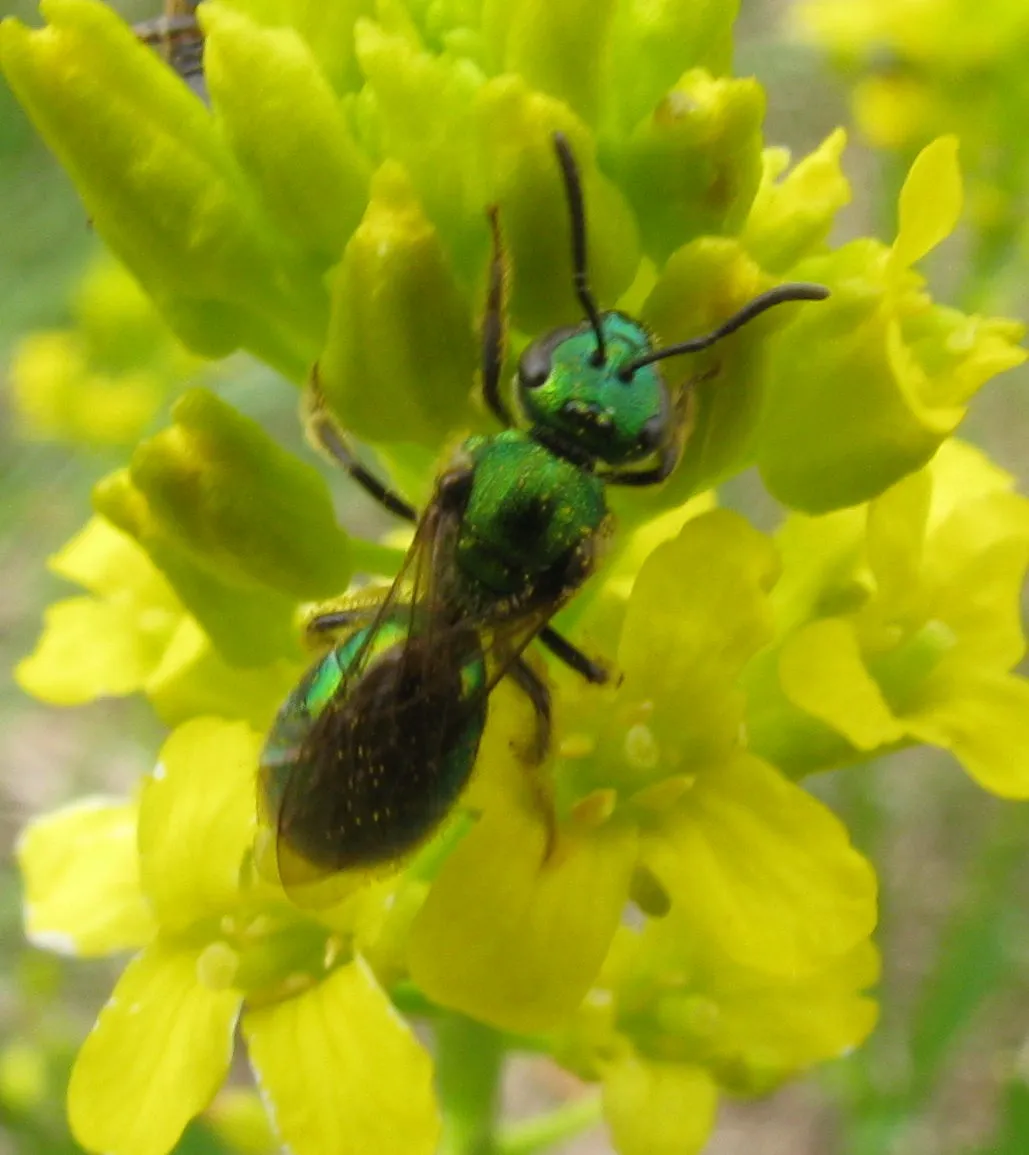 Augochlorella aurata