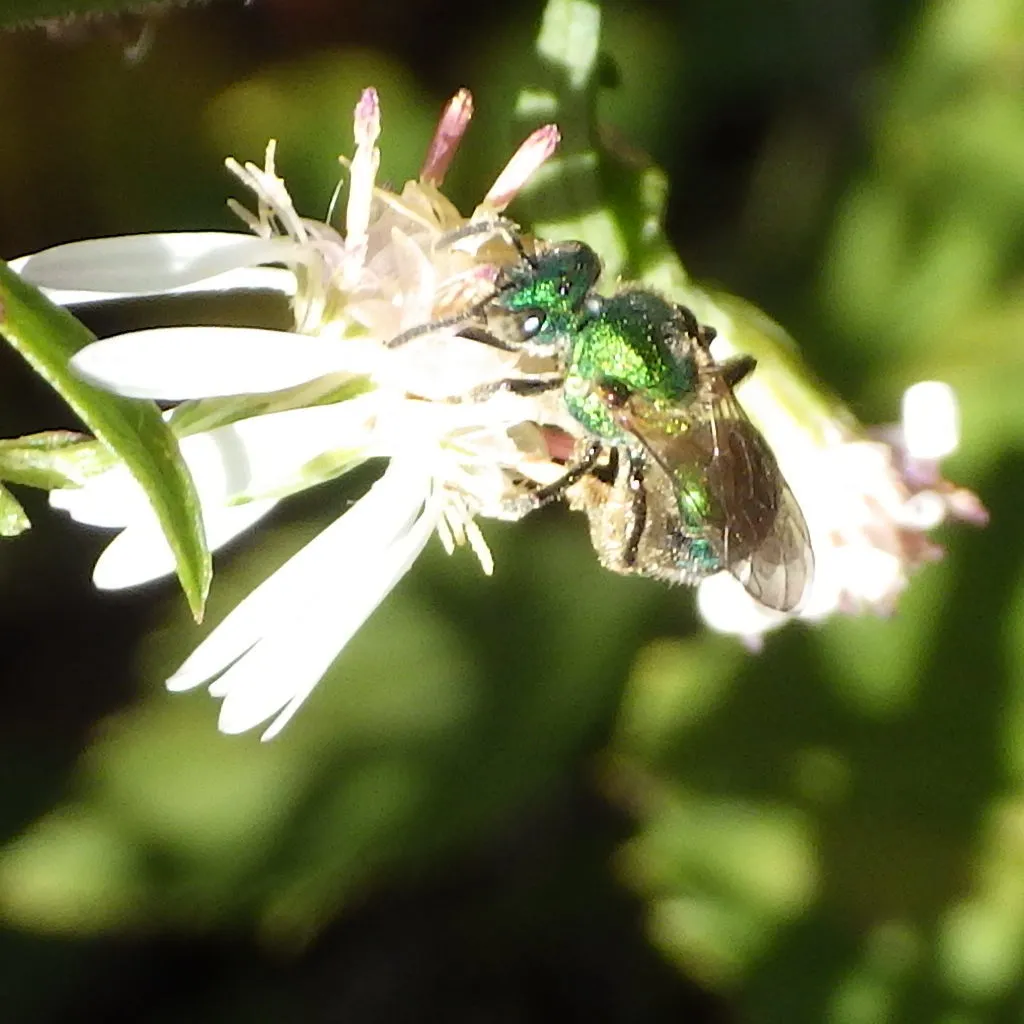 Golden Green-sweat Bee