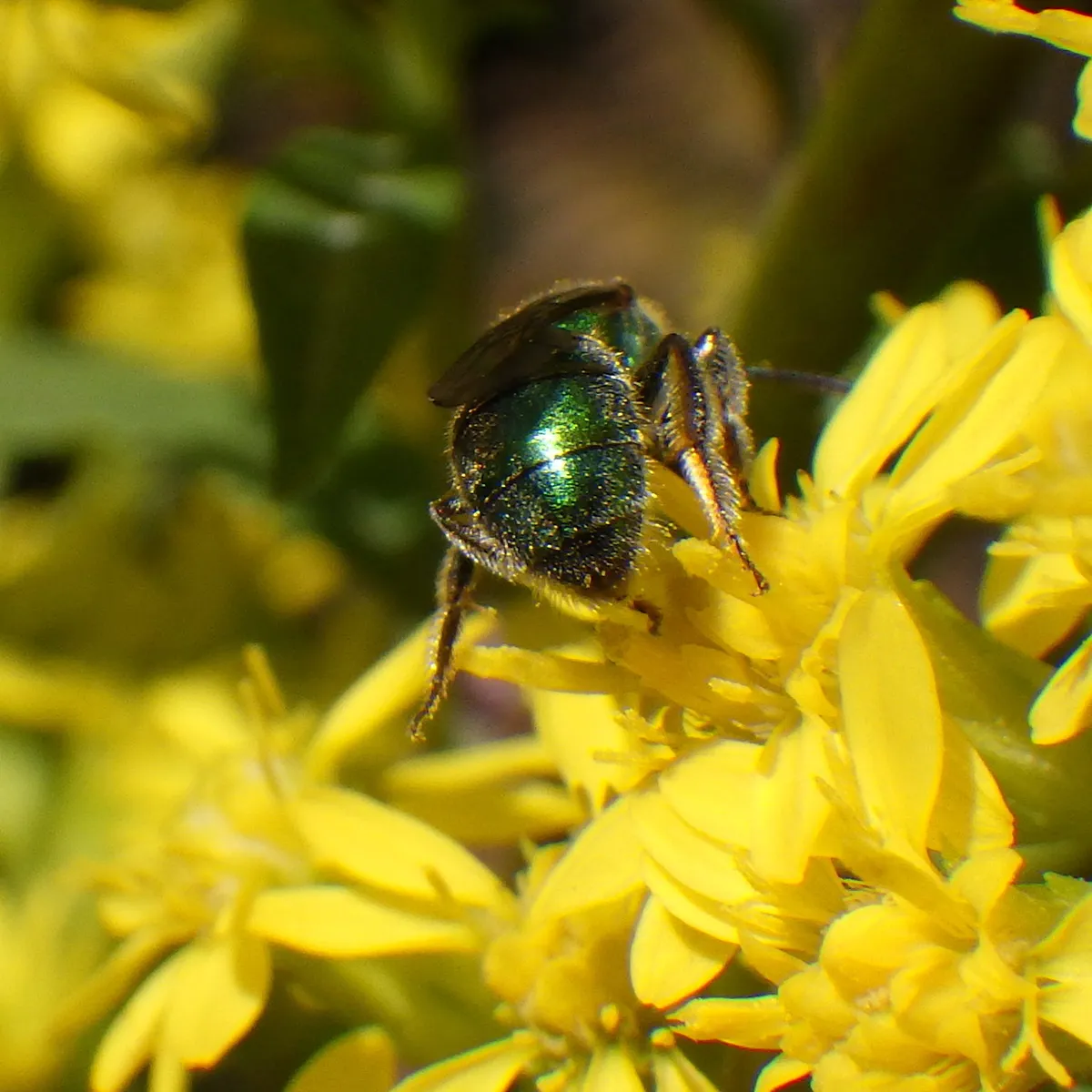 Golden Green-sweat Bee