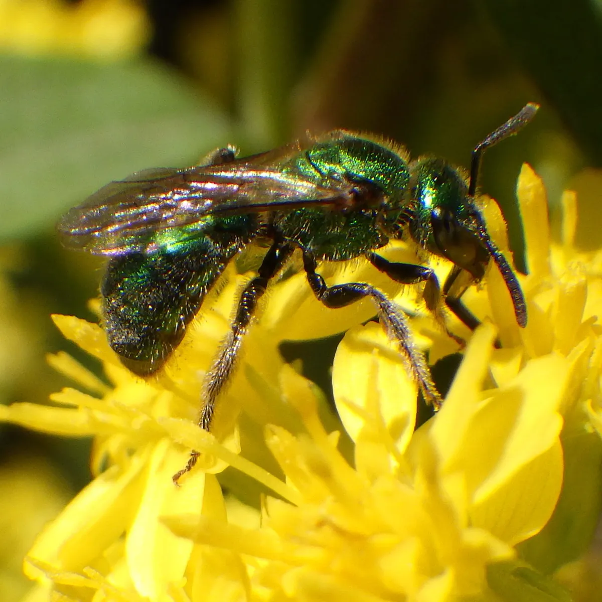 Golden Green-sweat Bee