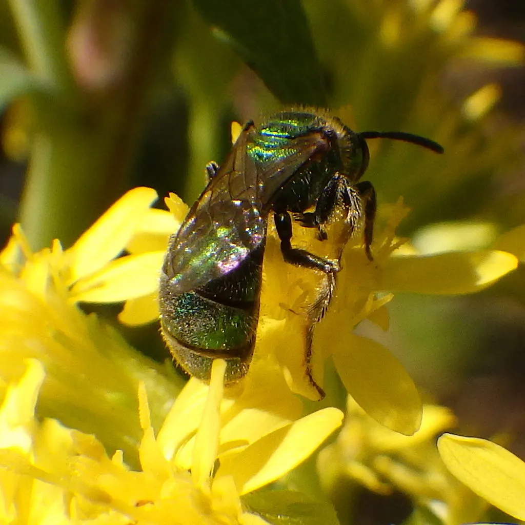 Golden Green-sweat Bee