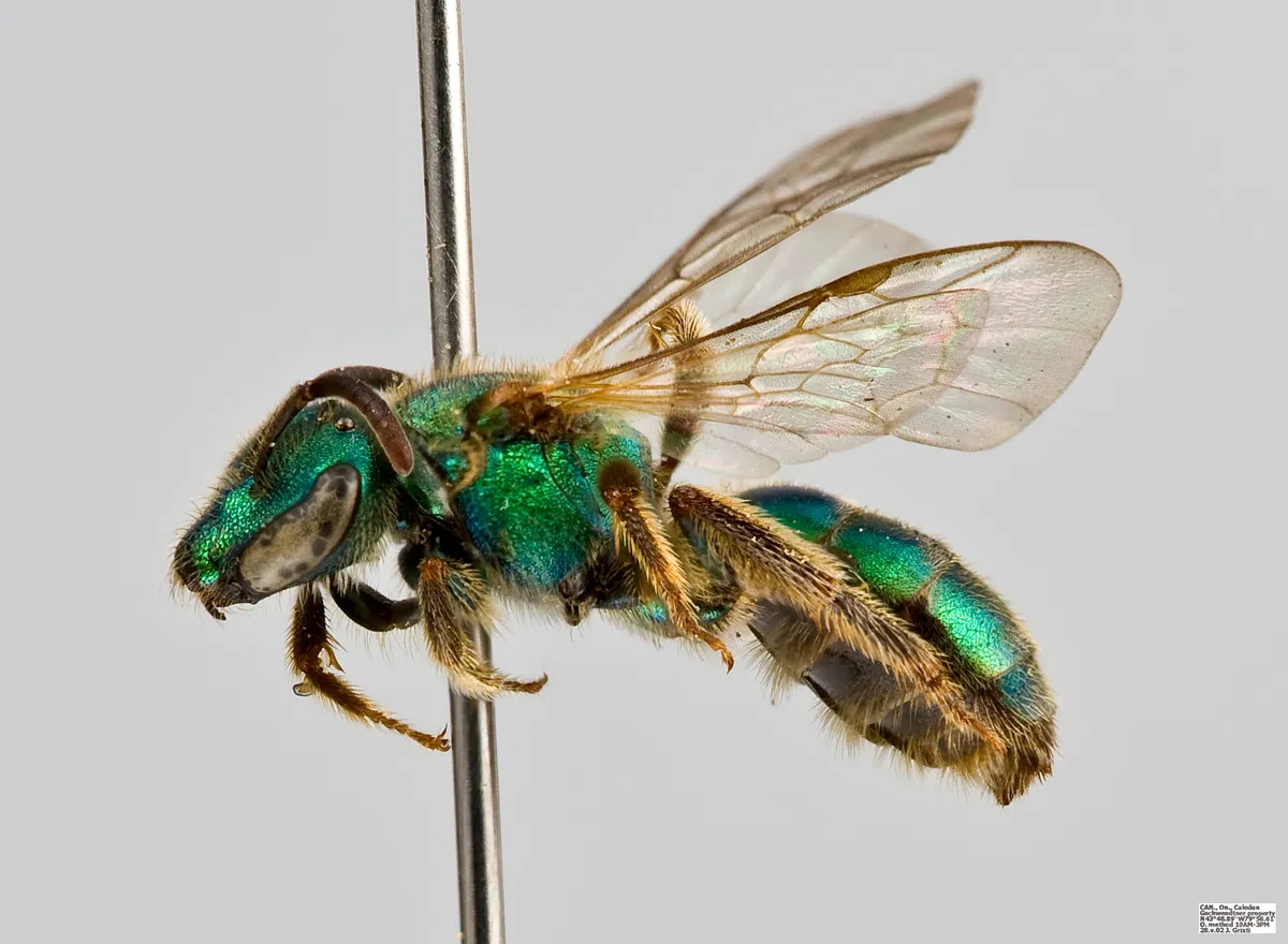 Golden Green-sweat Bee