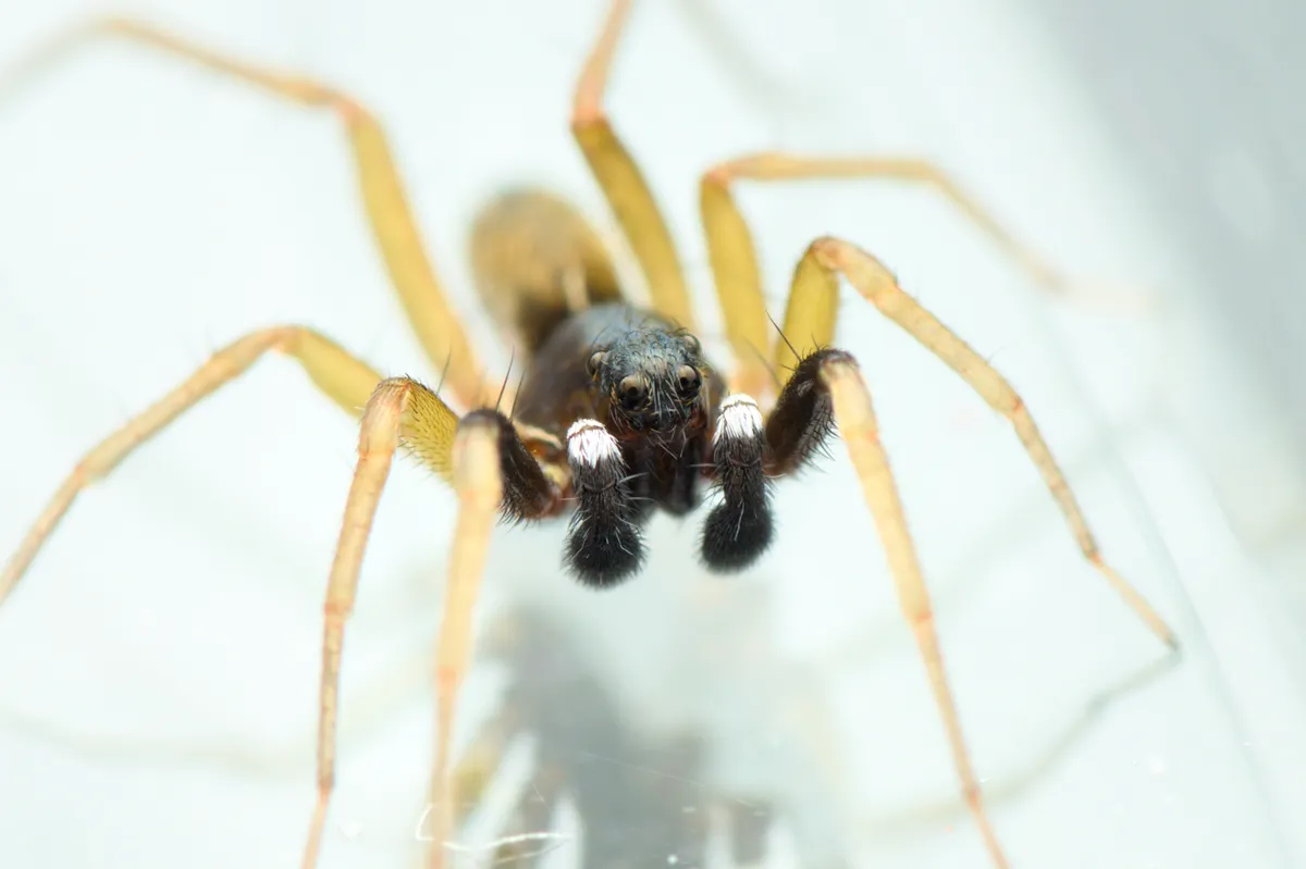 White-handed Wolf Spider