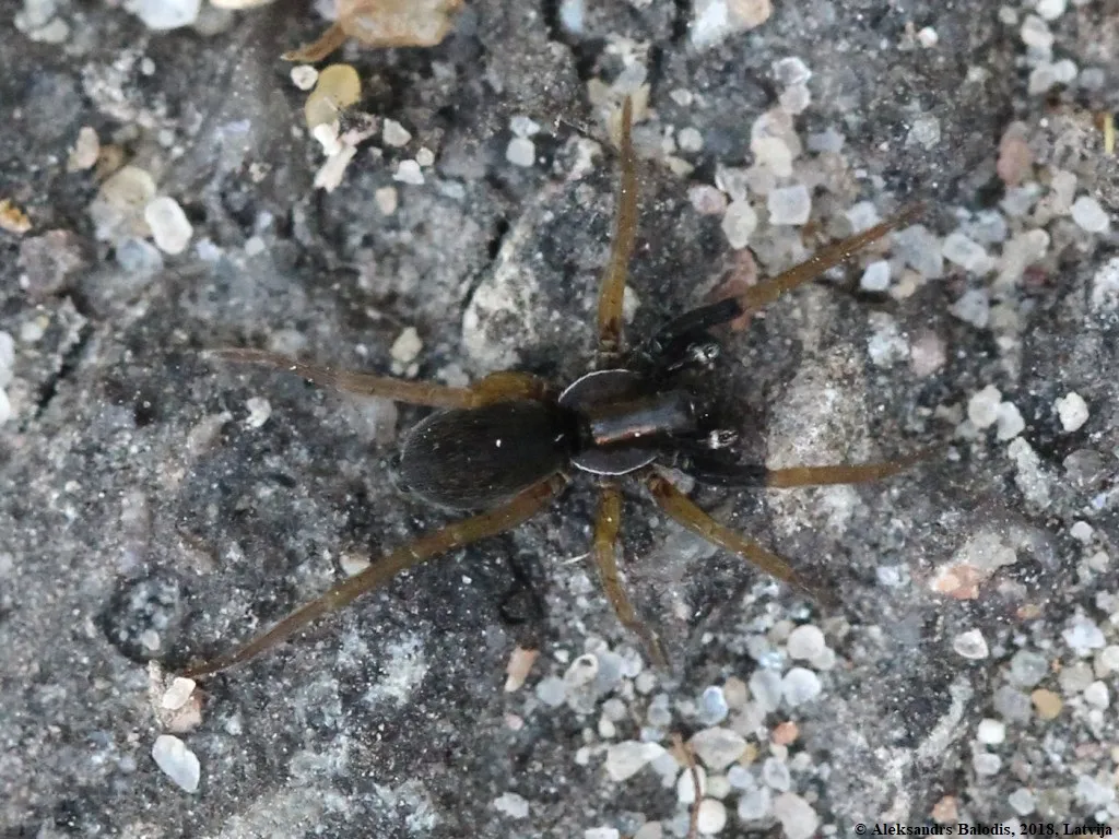 White-handed Wolf Spider