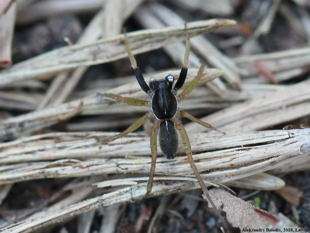 White-handed Wolf Spider