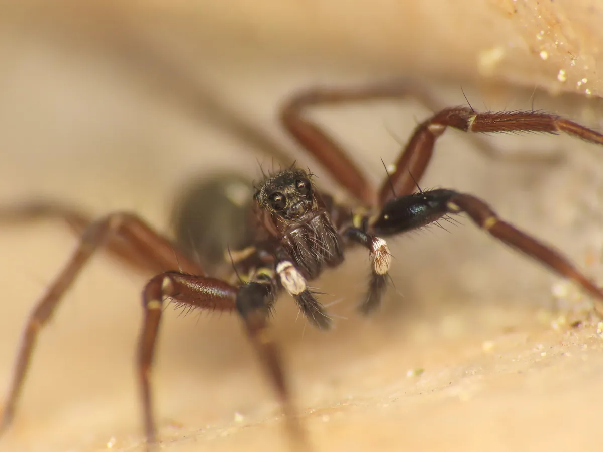 White-handed Wolf Spider