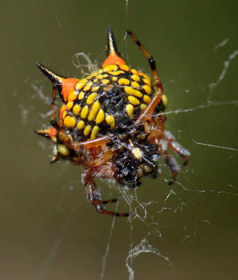 Australian Spiny Orb-Weaver Spider