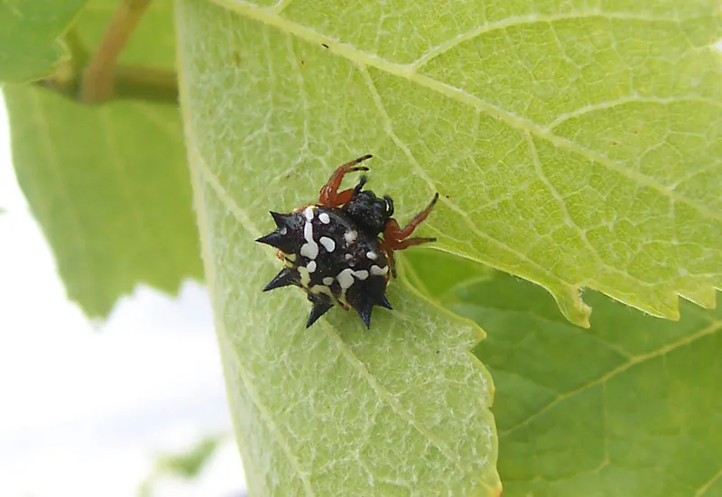 Australian Spiny Orb-Weaver Spider