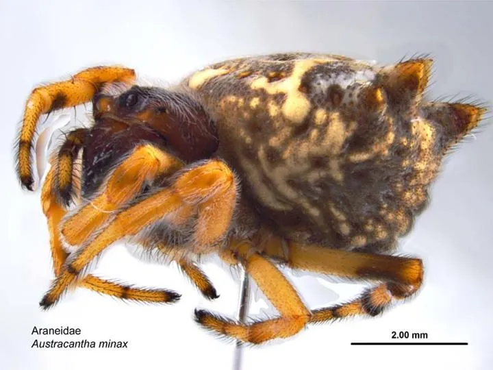 Australian Spiny Orb-Weaver Spider