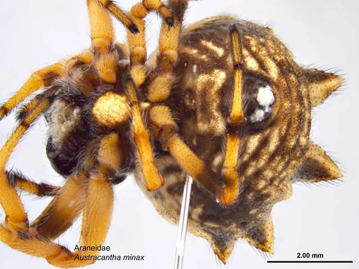 Australian Spiny Orb-Weaver Spider
