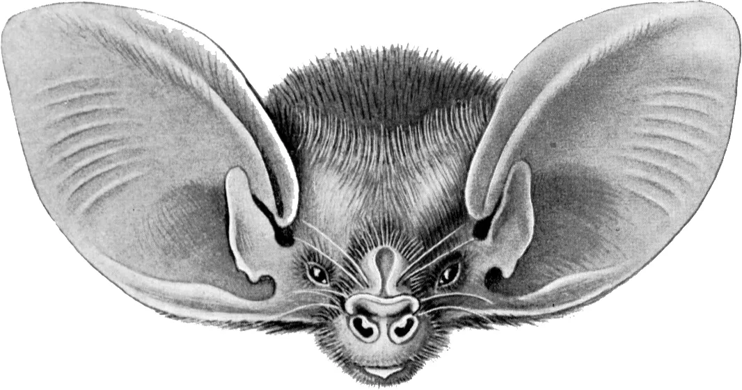 White-striped Free-tailed Bat