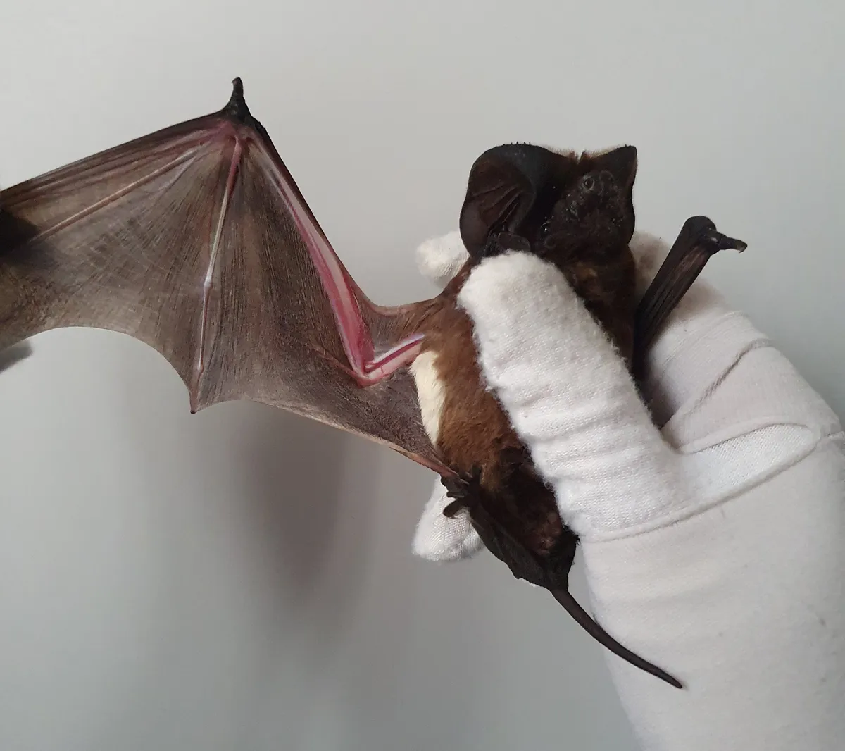 White-striped Free-tailed Bat