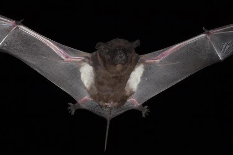 White-striped Free-tailed Bat