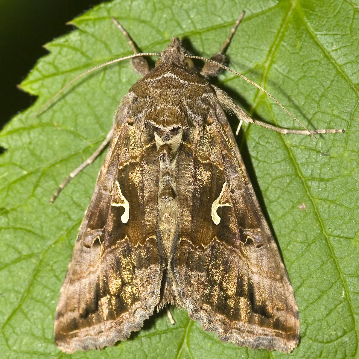 Silver Y Moth