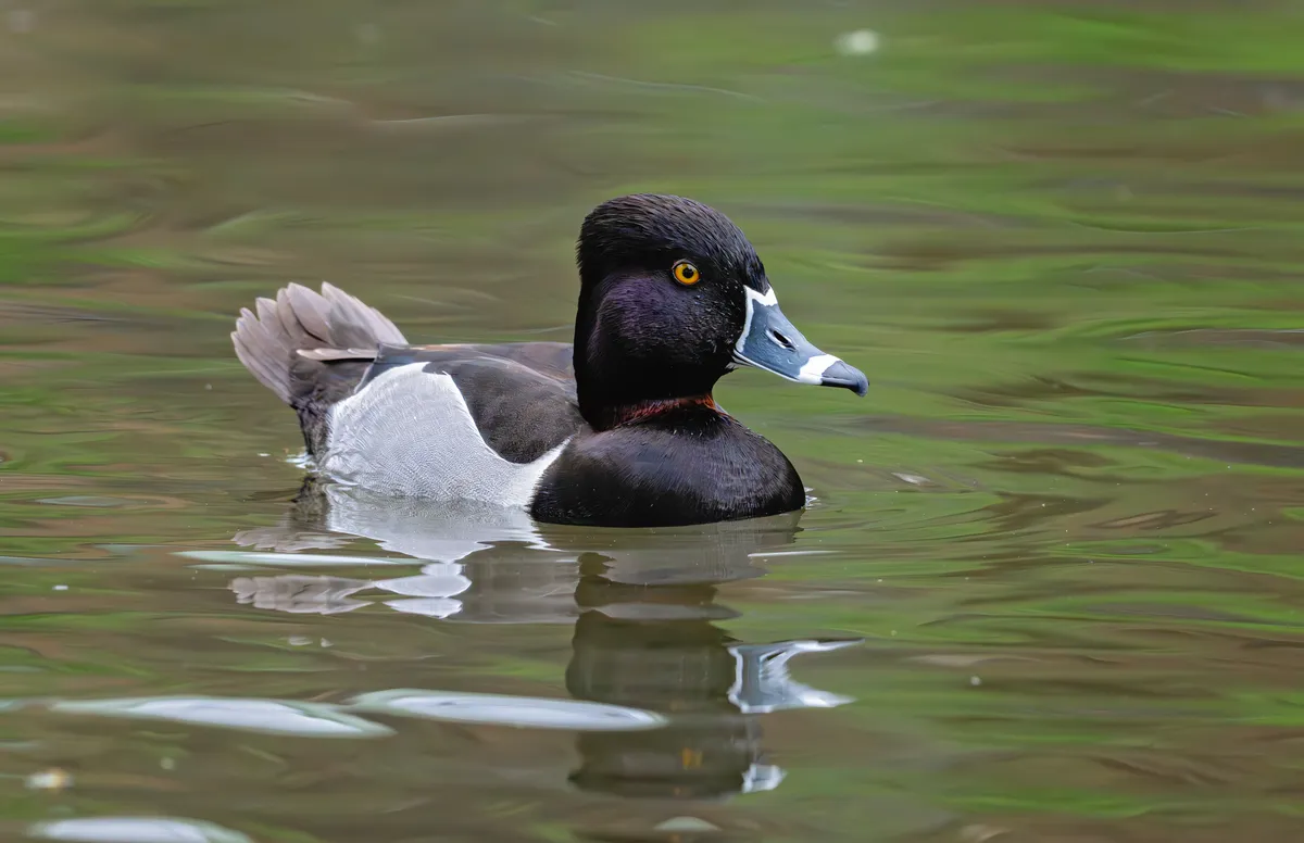 Ring-necked Duck