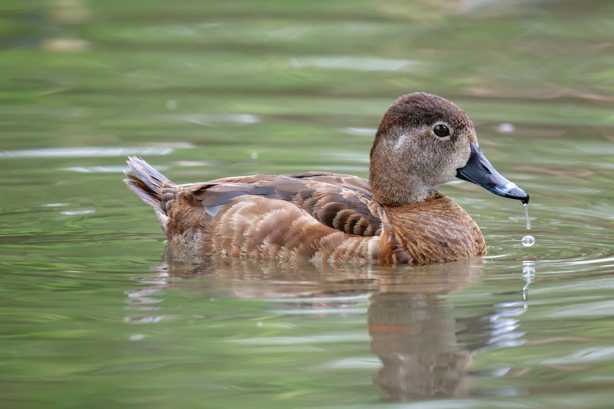 Ring-necked Duck