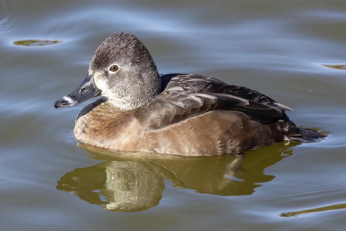 Ring-necked Duck