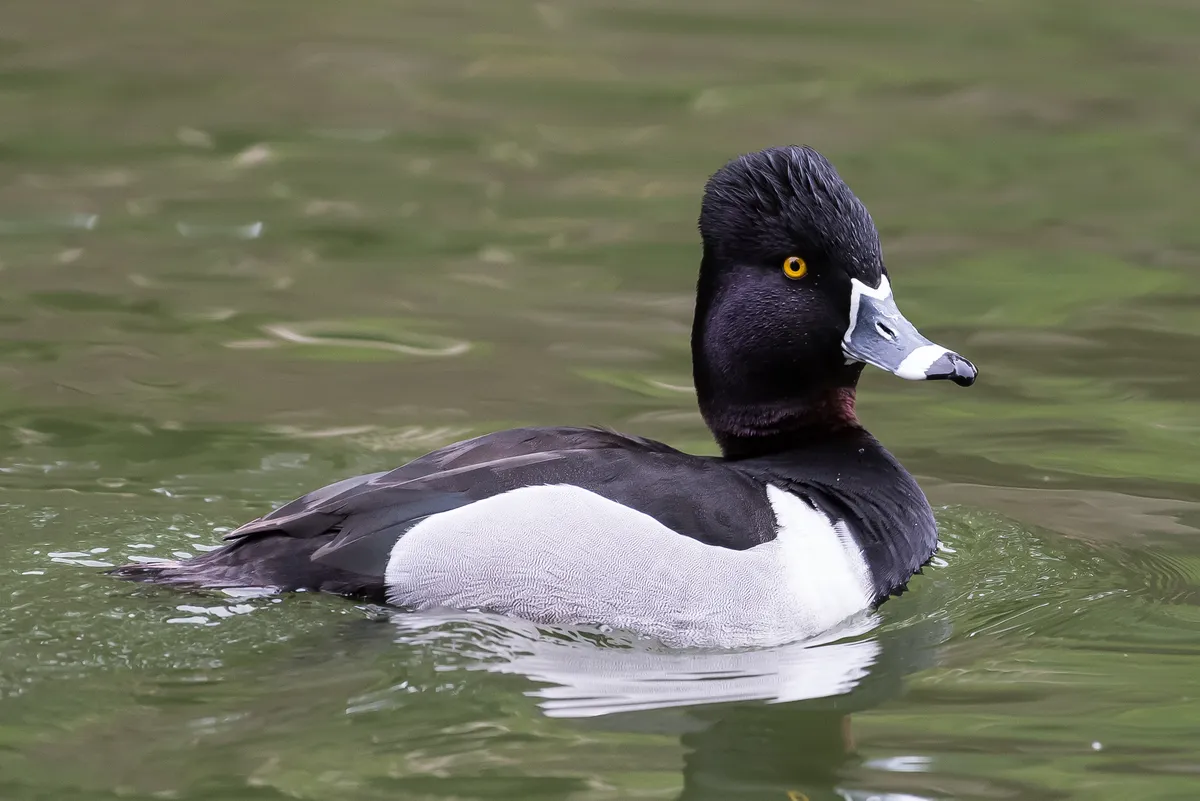 Ring-necked Duck