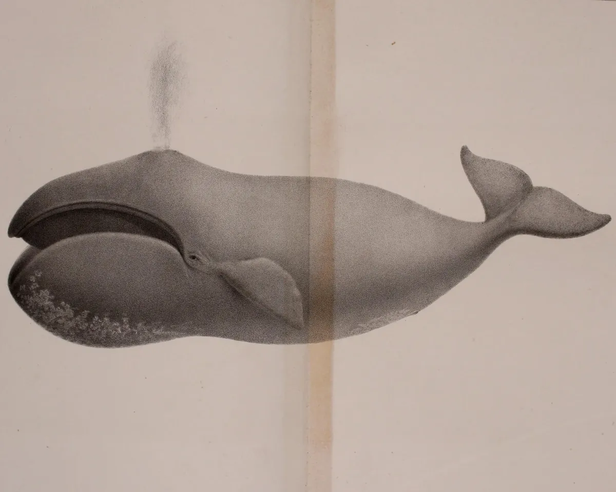 Ballena de Groenlandia