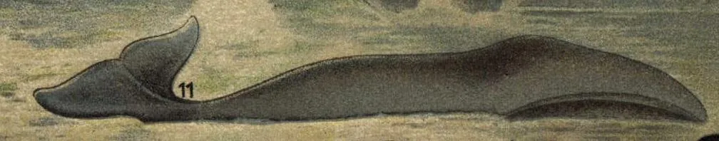 Ballena de Groenlandia