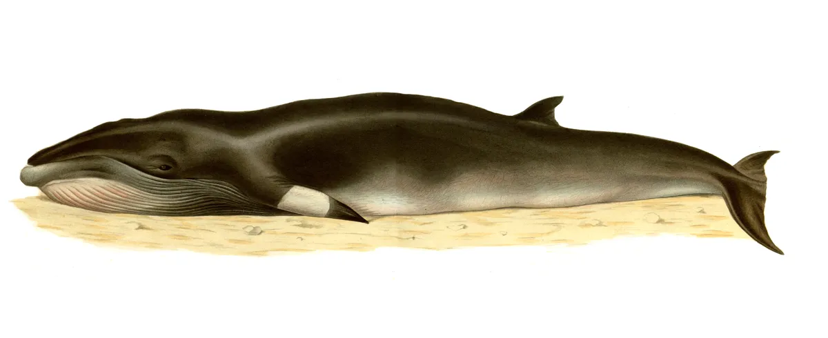 Balaenoptera acutorostrata