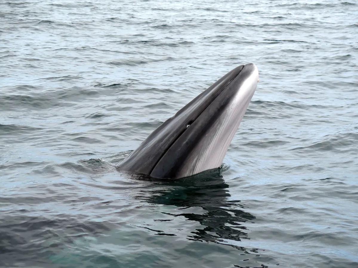 Minke Whale