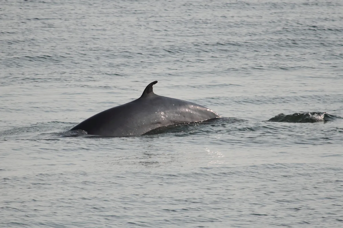 Minke Whale
