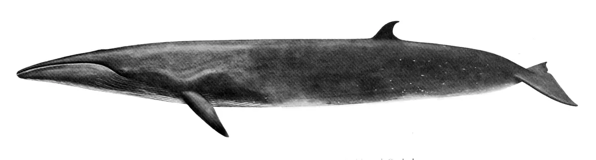 Ballena de Sei