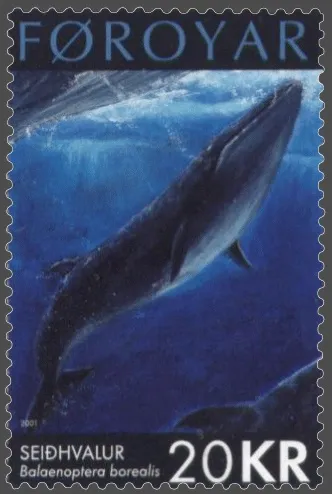 Ballena de Sei