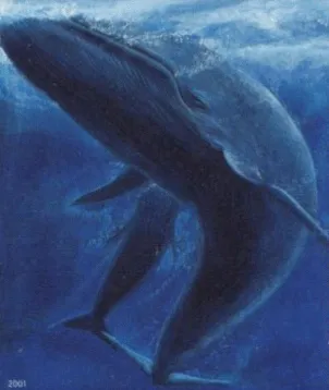 Ballena Azul
