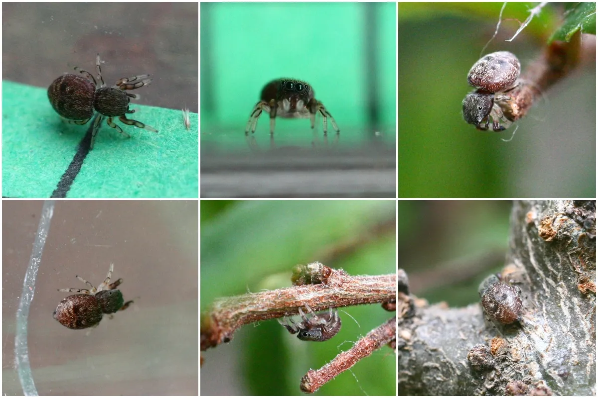 Blue Metallic Jumping Spider