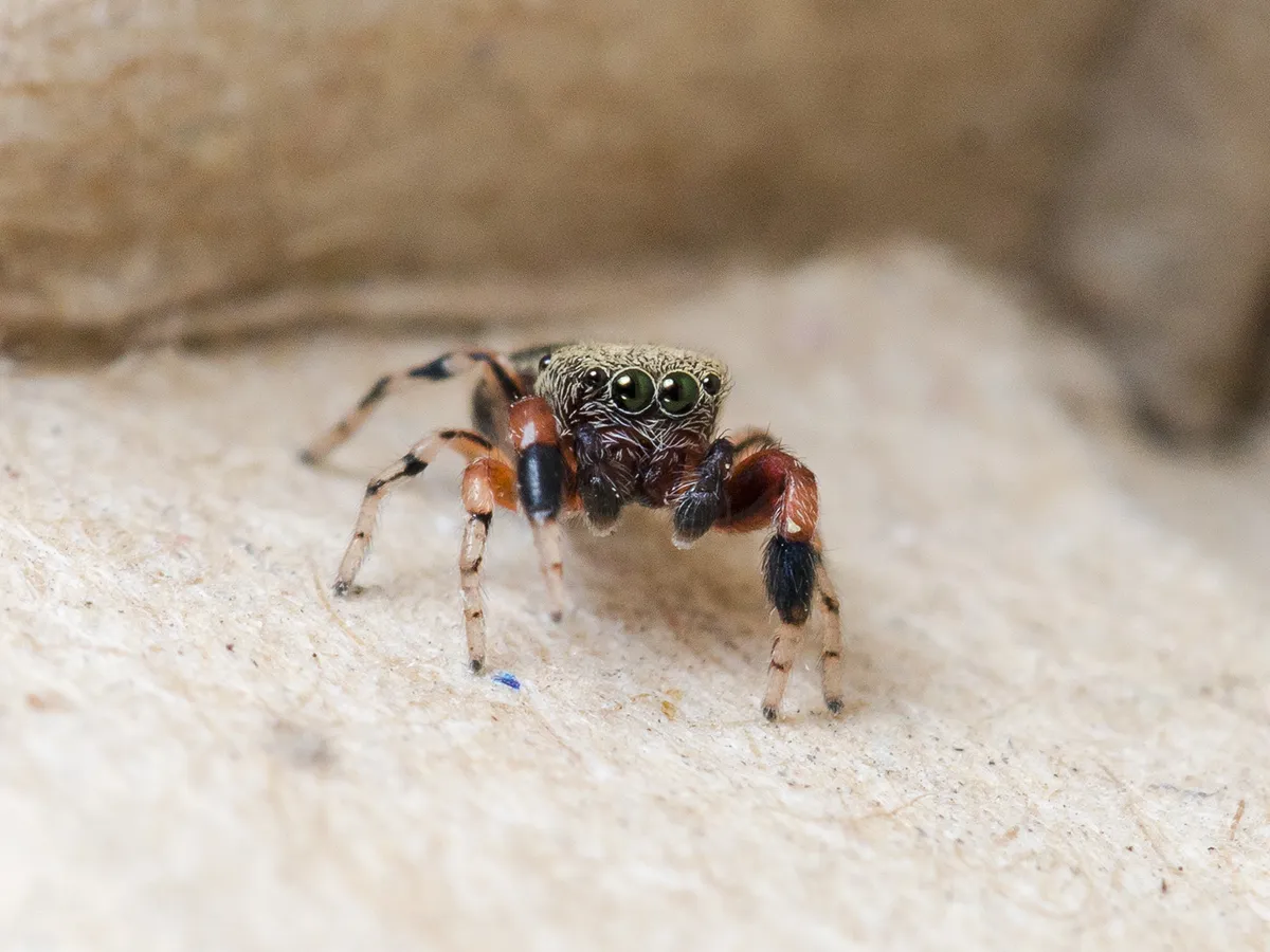 Blue Metallic Jumping Spider