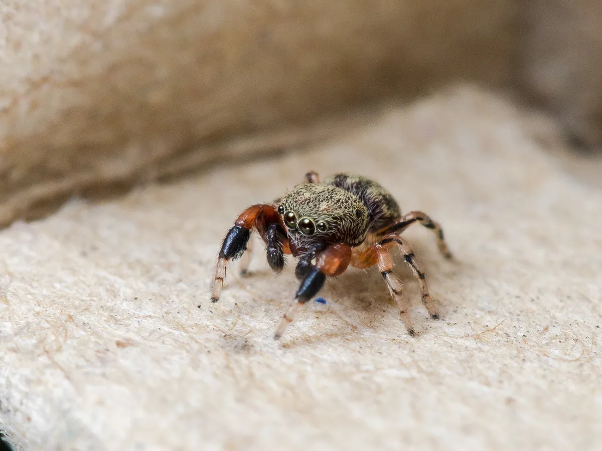 Blue Metallic Jumping Spider