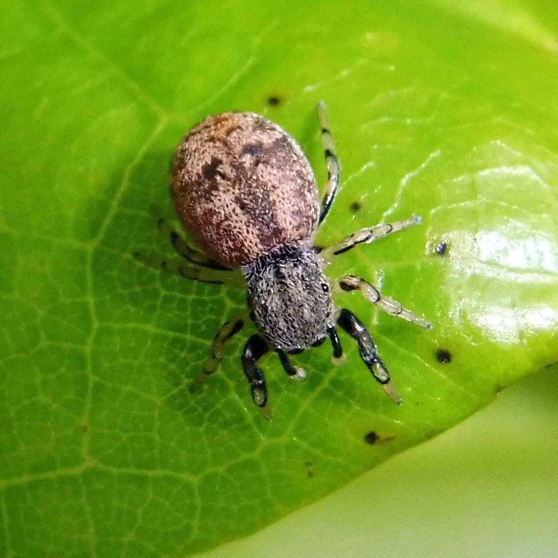 Blue Metallic Jumping Spider