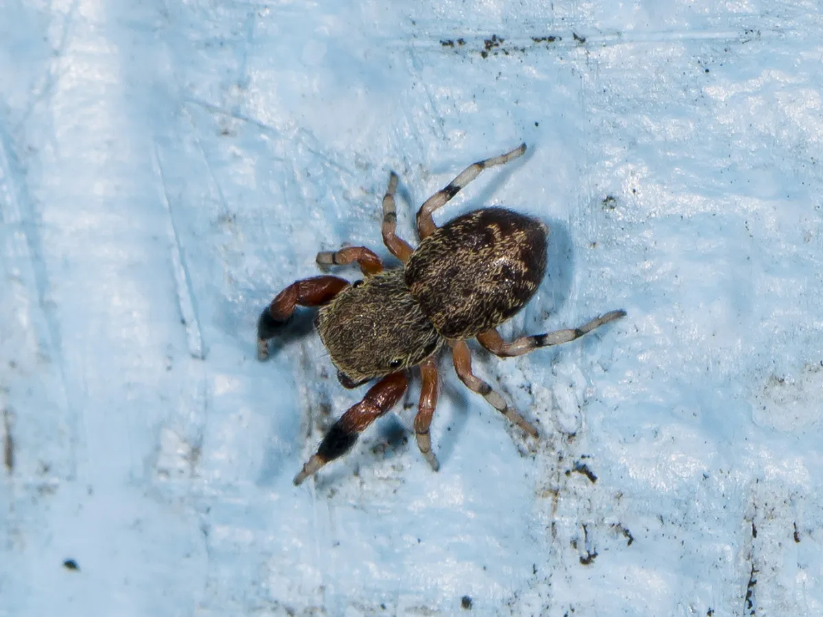 Blue Metallic Jumping Spider