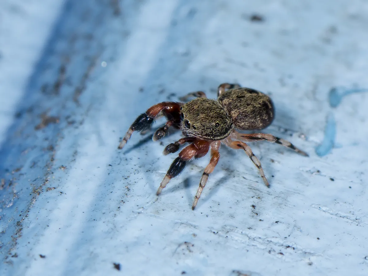 Blue Metallic Jumping Spider